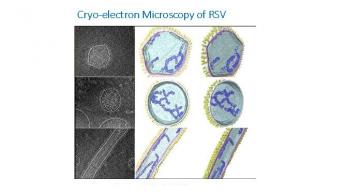 Cryo-electron Microscopy of RSV