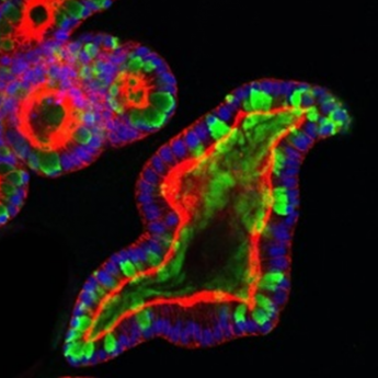 Intestinal Organoid stained with the Goblet Cell specific marker (Muc2)